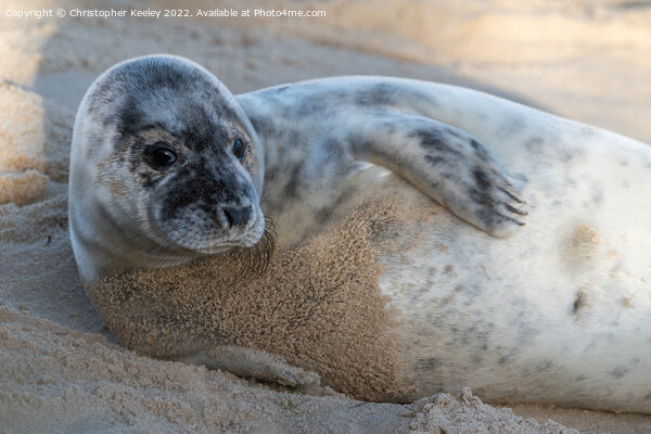 North Norfolk seal pup Picture Board by Christopher Keeley