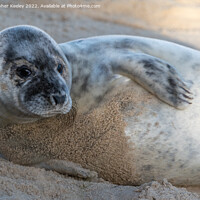 Buy canvas prints of North Norfolk seal pup by Christopher Keeley