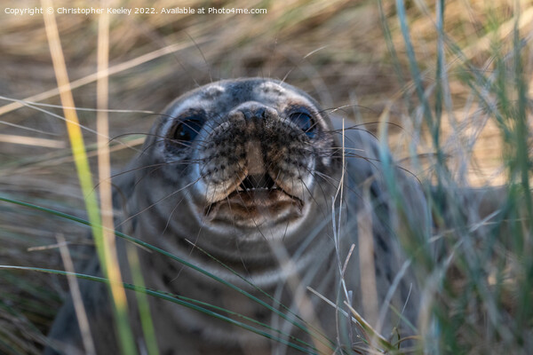 Grey seal on Horsey Gap beach Picture Board by Christopher Keeley