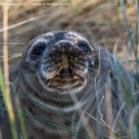 Buy canvas prints of Grey seal on Horsey Gap beach by Christopher Keeley