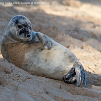 Buy canvas prints of Seal on north Norfolk beach by Christopher Keeley
