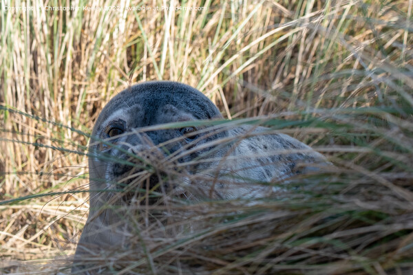 Seal pup in the dunes Picture Board by Christopher Keeley