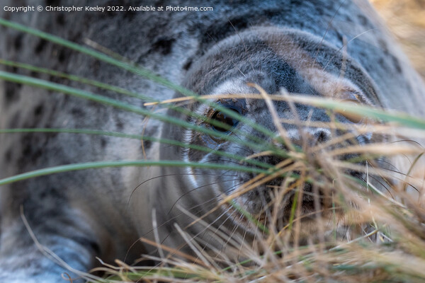 Hiding Norfolk grey seal Picture Board by Christopher Keeley