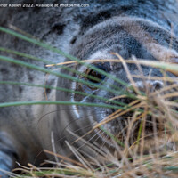 Buy canvas prints of Hiding Norfolk grey seal by Christopher Keeley
