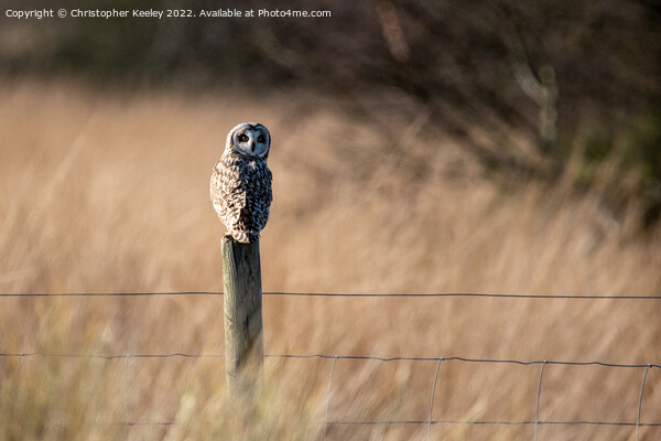 Short eared owl Picture Board by Christopher Keeley