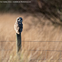 Buy canvas prints of Short eared owl by Christopher Keeley