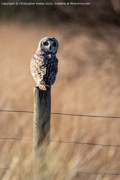 Short eared owl on a post Picture Board by Christopher Keeley