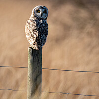 Buy canvas prints of Short eared owl on a post by Christopher Keeley