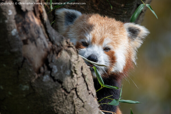 Red panda in a tree Picture Board by Christopher Keeley