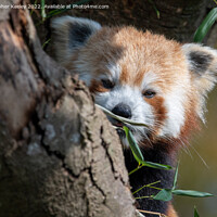 Buy canvas prints of Red panda in a tree by Christopher Keeley