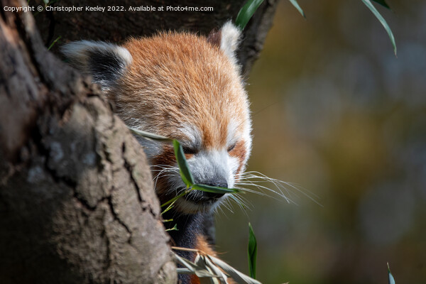 Munching red panda Picture Board by Christopher Keeley