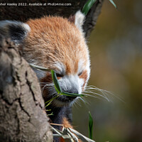 Buy canvas prints of Munching red panda by Christopher Keeley