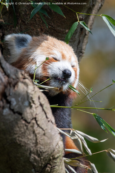 Snoozing red panda Picture Board by Christopher Keeley