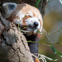 Buy canvas prints of Snoozing red panda by Christopher Keeley