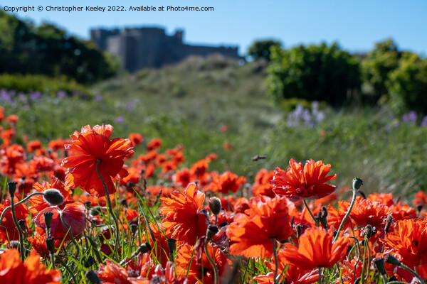 Poppies at Bamburgh Castle Picture Board by Christopher Keeley