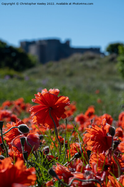 Poppies and Bamburgh Castle Picture Board by Christopher Keeley