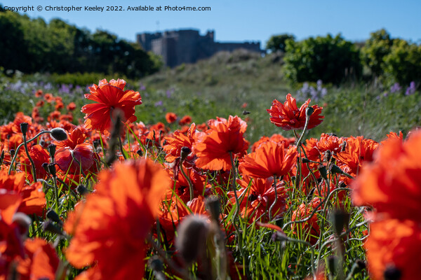 Summer and red poppies at Bamburgh Castle Picture Board by Christopher Keeley