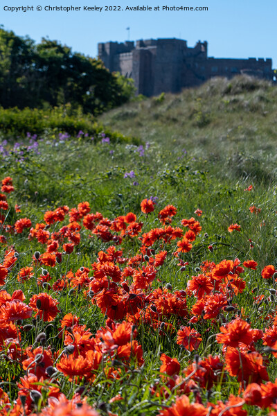 Red poppies on Bamburgh beach Picture Board by Christopher Keeley