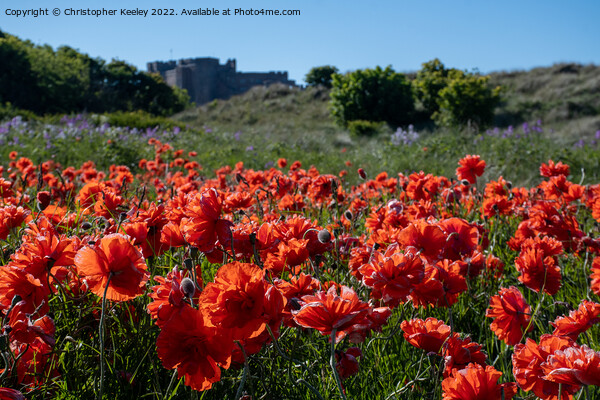 Poppies and Bamburgh Castle Picture Board by Christopher Keeley
