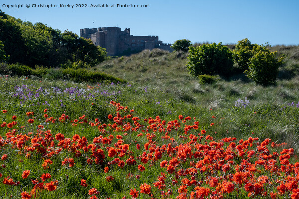 A sea of poppies at Bamburgh Castle Picture Board by Christopher Keeley