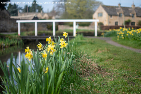 Daffodils in Lower Slaughter Picture Board by Christopher Keeley