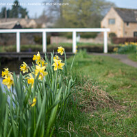Buy canvas prints of Daffodils in Lower Slaughter by Christopher Keeley
