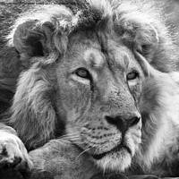 Buy canvas prints of Asiatic lion in black and white by Christopher Keeley