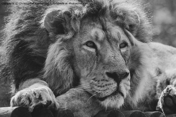 Monochrome Asiatic lion portrait Picture Board by Christopher Keeley