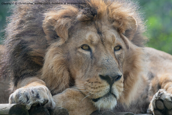 Resting Asiatic male lion Picture Board by Christopher Keeley