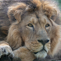 Buy canvas prints of Resting Asiatic male lion by Christopher Keeley