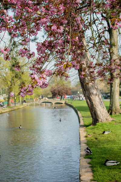 Spring blossom in Bourton-on-the-Water Picture Board by Christopher Keeley