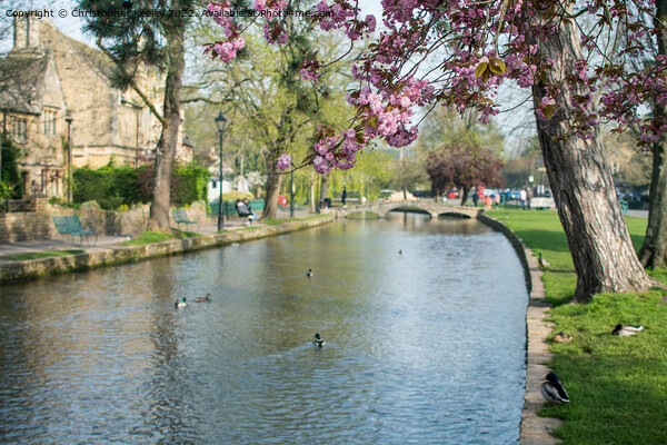 Spring in Cotswolds village Bourton-on-the-Water Picture Board by Christopher Keeley