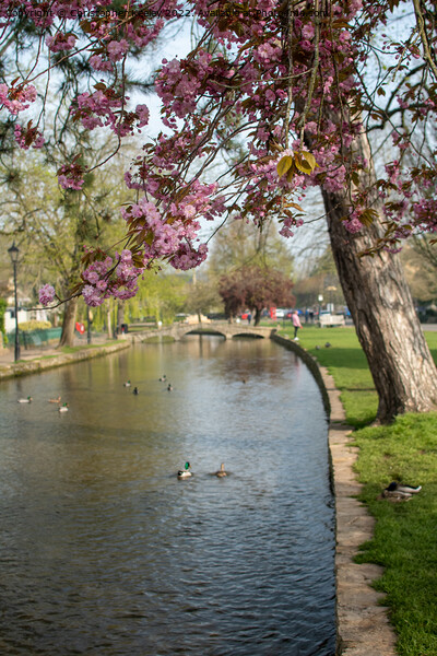 Spring in Bourton-on-the-Water Picture Board by Christopher Keeley