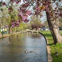 Buy canvas prints of Spring in Bourton-on-the-Water by Christopher Keeley
