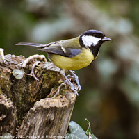Buy canvas prints of Great tit. by Christopher Keeley