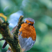 Buy canvas prints of Robin redbreast  by Christopher Keeley