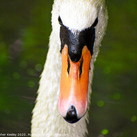 Buy canvas prints of Mute swan  by Christopher Keeley