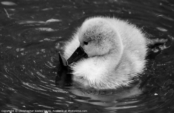 Baby swan Picture Board by Christopher Keeley