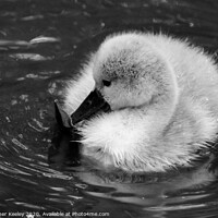 Buy canvas prints of Baby swan by Christopher Keeley