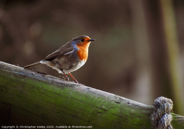 Robin redbreast  Picture Board by Christopher Keeley