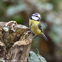 Buy canvas prints of Blue tit by Christopher Keeley