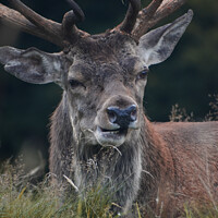 Buy canvas prints of Handsome deer stag by Christopher Keeley