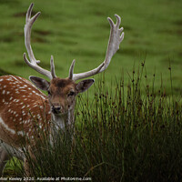 Buy canvas prints of Handsome male deer by Christopher Keeley