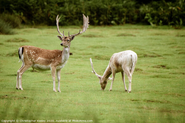 Fallow deer Picture Board by Christopher Keeley