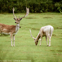 Buy canvas prints of Fallow deer by Christopher Keeley