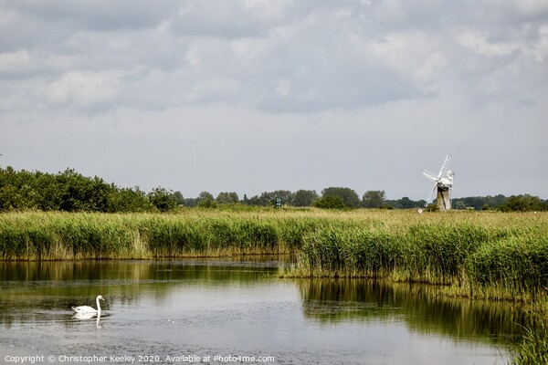 Swan on the Broads Picture Board by Christopher Keeley