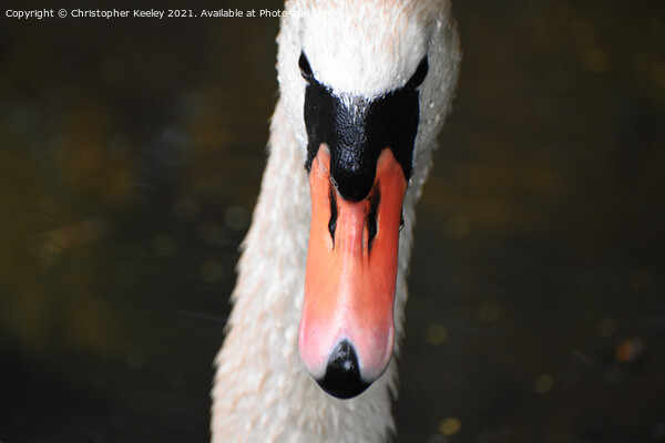 Swan portrait  Picture Board by Christopher Keeley