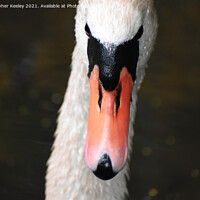Buy canvas prints of Swan portrait  by Christopher Keeley