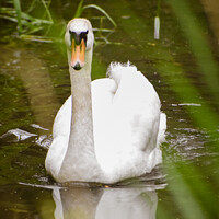 Buy canvas prints of Swan swimming on the river  by Christopher Keeley