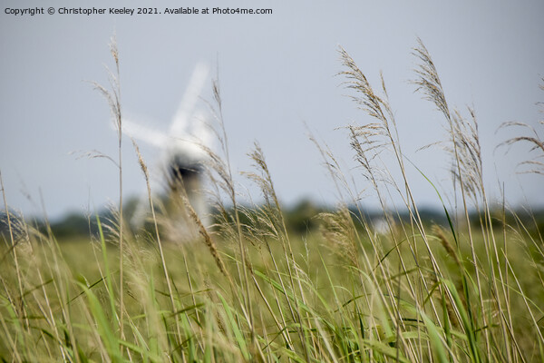 Norfolk Broads windmill through the reeds, Picture Board by Christopher Keeley